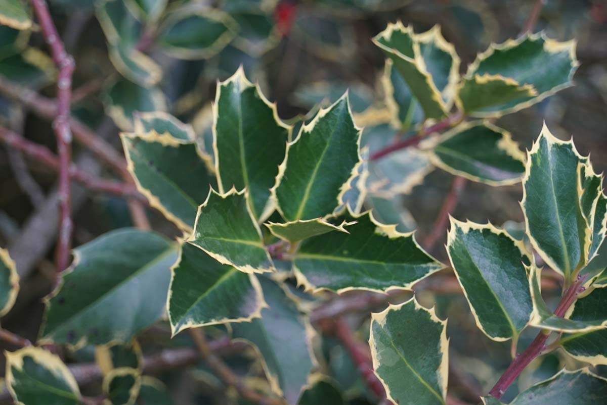 Ilex aquifolium 'Handsworth New Silver' meerstammig / struik blad