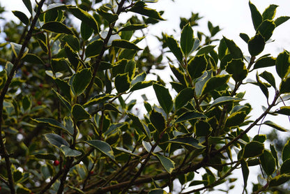 Ilex aquifolium 'Handsworth New Silver' meerstammig / struik twijg