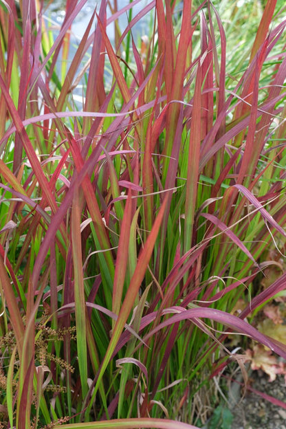 Imperata cylindrica 'Red Baron' op stam blad