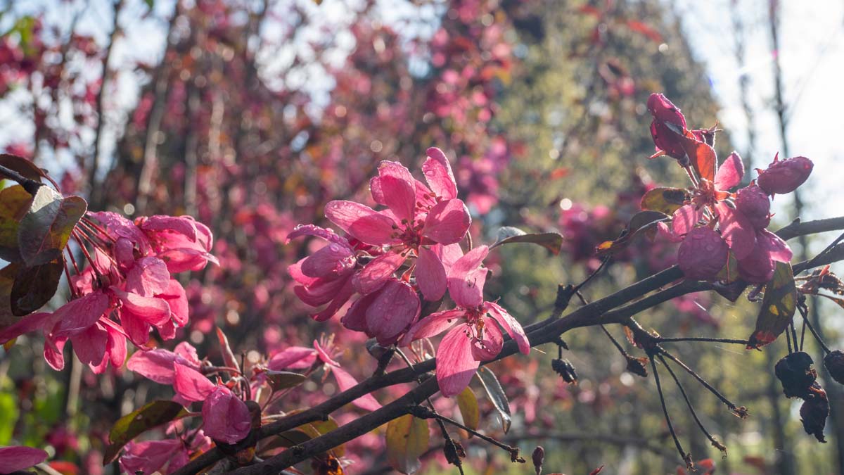 Malus 'Mokum' solitair bloesem