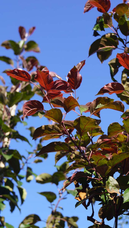 Malus 'Mokum' solitair twijg