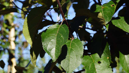 Malus 'Mokum' solitair blad