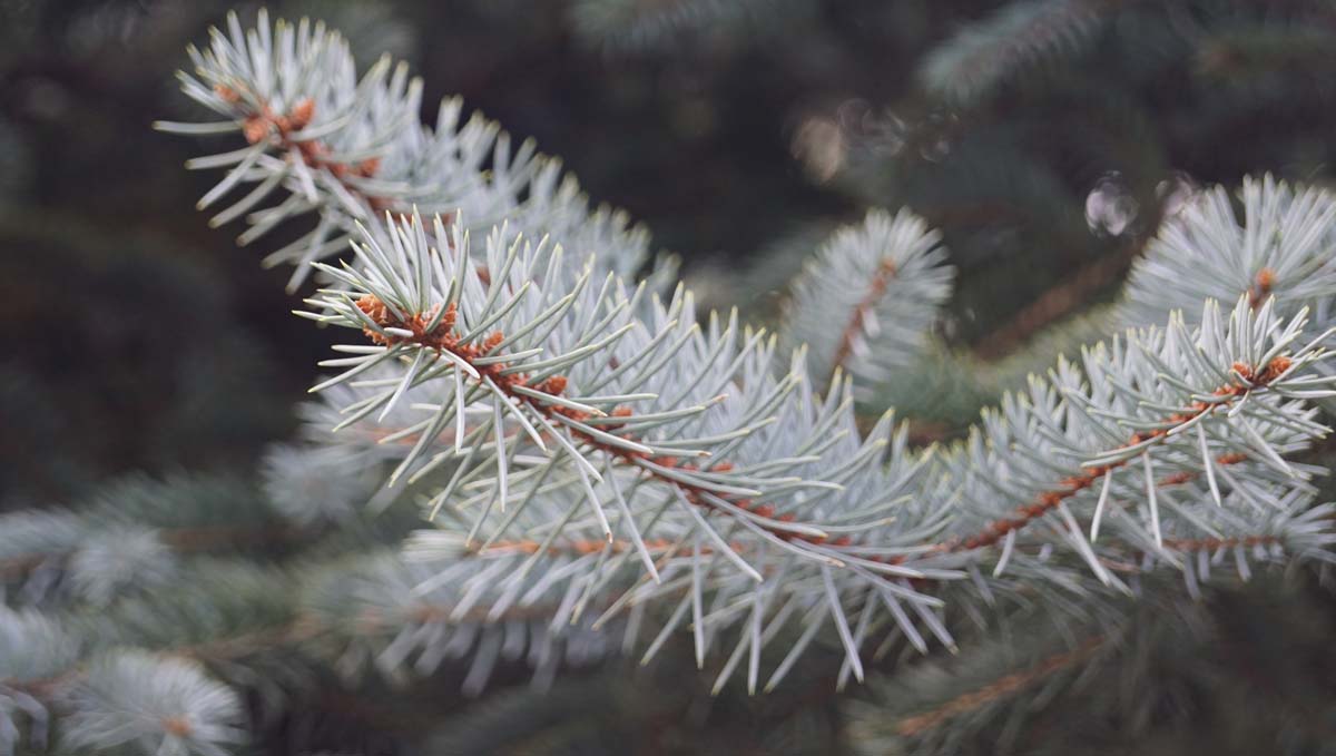 Picea glauca haagplant naald