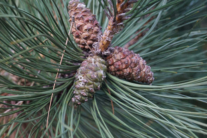 Pinus wallichiana haagplant kegel