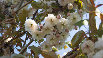 Prunus serrulata 'Kanzan' Tuinplanten bloem