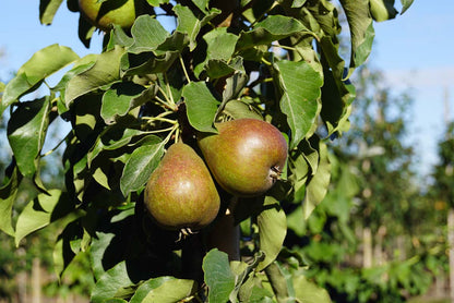 Pyrus communis 'Gieser Wildeman' Tuinplanten peer