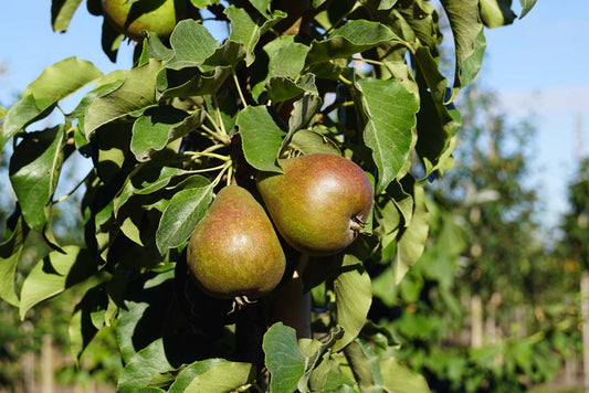 Pyrus communis 'Gieser Wildeman' Tuinplanten peer