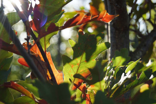Quercus bimundorum 'Crimschmidt' Tuinplanten herfstkleur