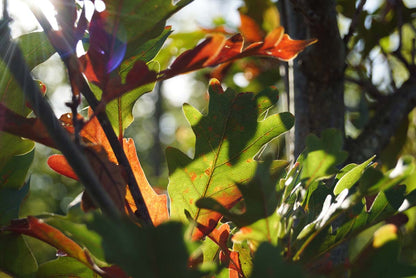 Quercus bimundorum 'Crimschmidt' meerstammig / struik herfstkleur