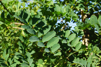 Robinia pseudoacacia 'Nyirségí' Tuinplanten blad