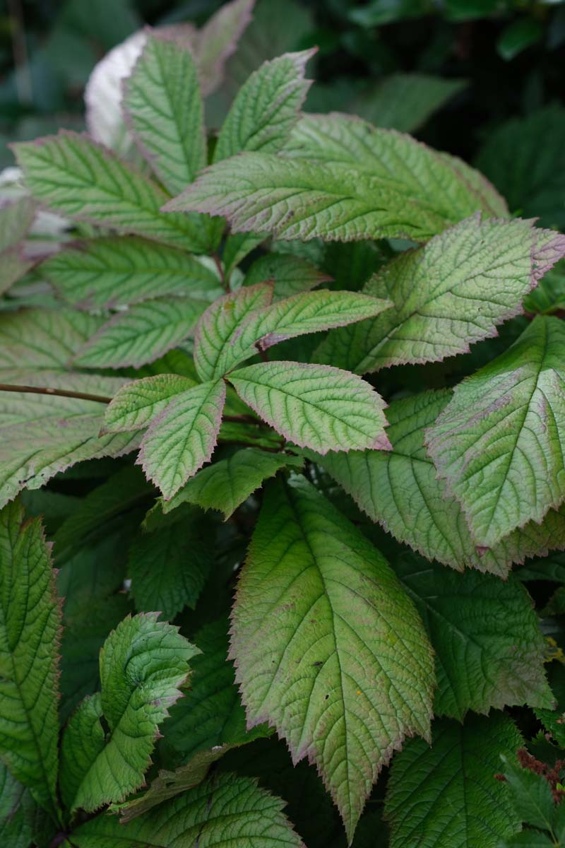 Rodgersia pinnata blad