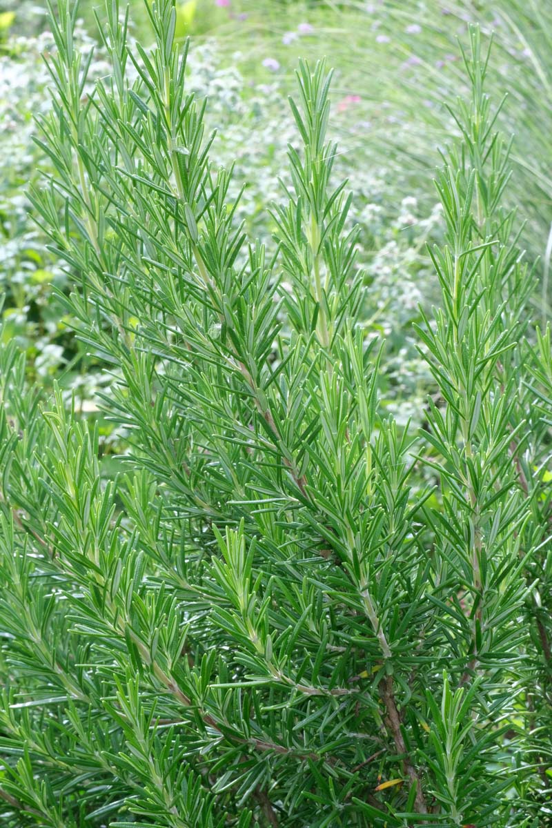 Rosmarinus officinalis twijg