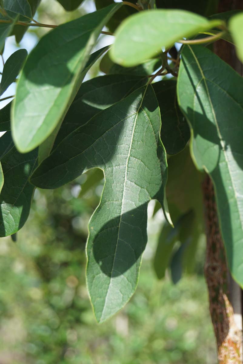 Sassafras albidum meerstammig / struik blad