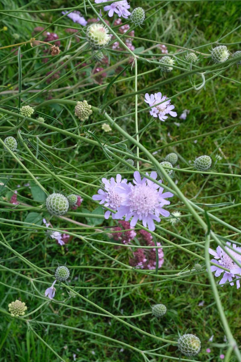 Scabiosa columbaria 'Butterfly Blue' bloem