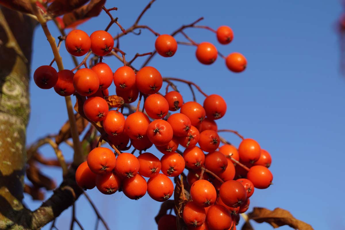 Sorbus 'Dodong' solitair vrucht