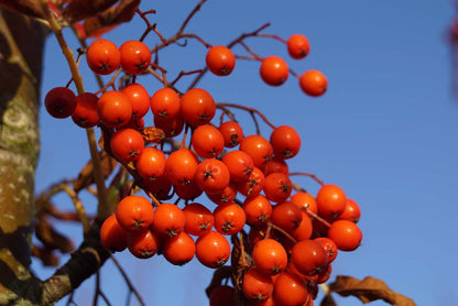Sorbus 'Dodong' solitair vrucht