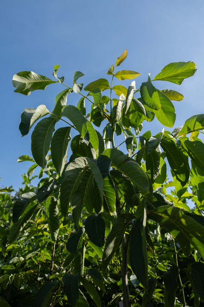 Juglans regia 'Plovdivski' meerstammig / struik twijg