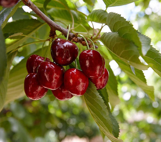 Prunus avium 'Regina' op stam vrucht