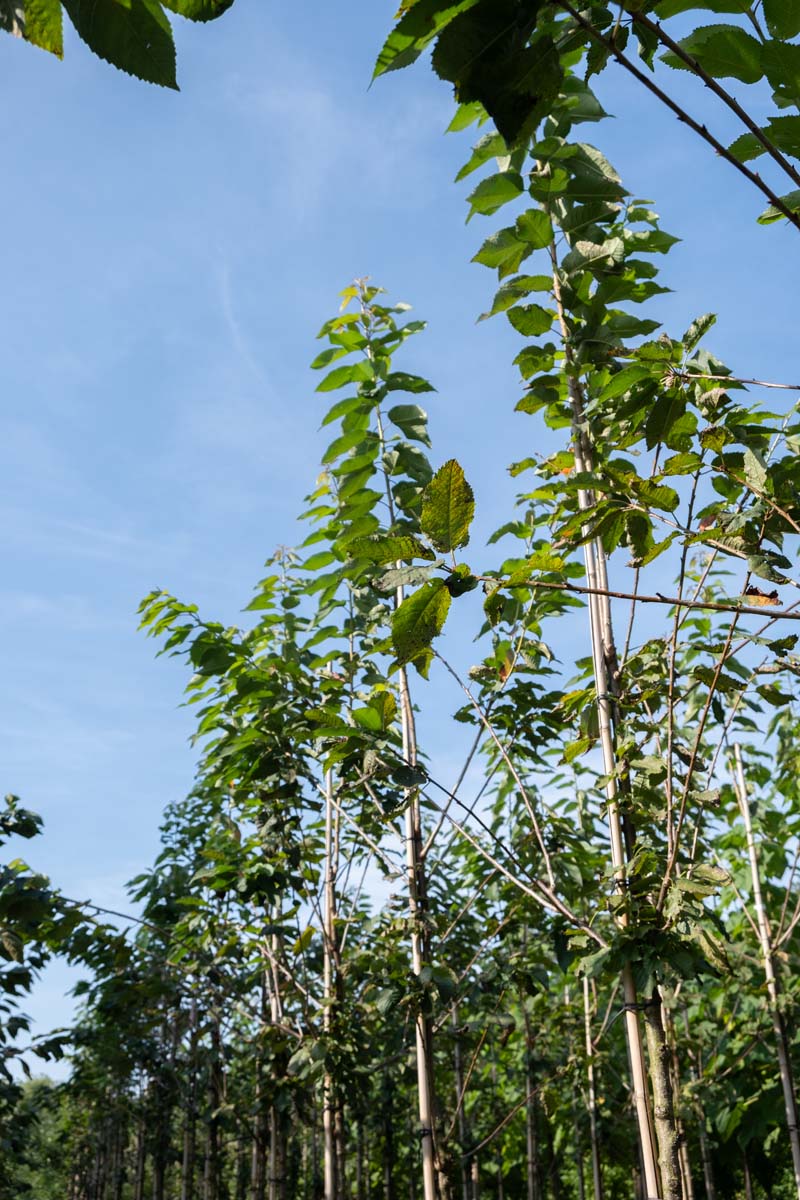 Prunus avium 'Bigarreau Burlat' op stam op stam