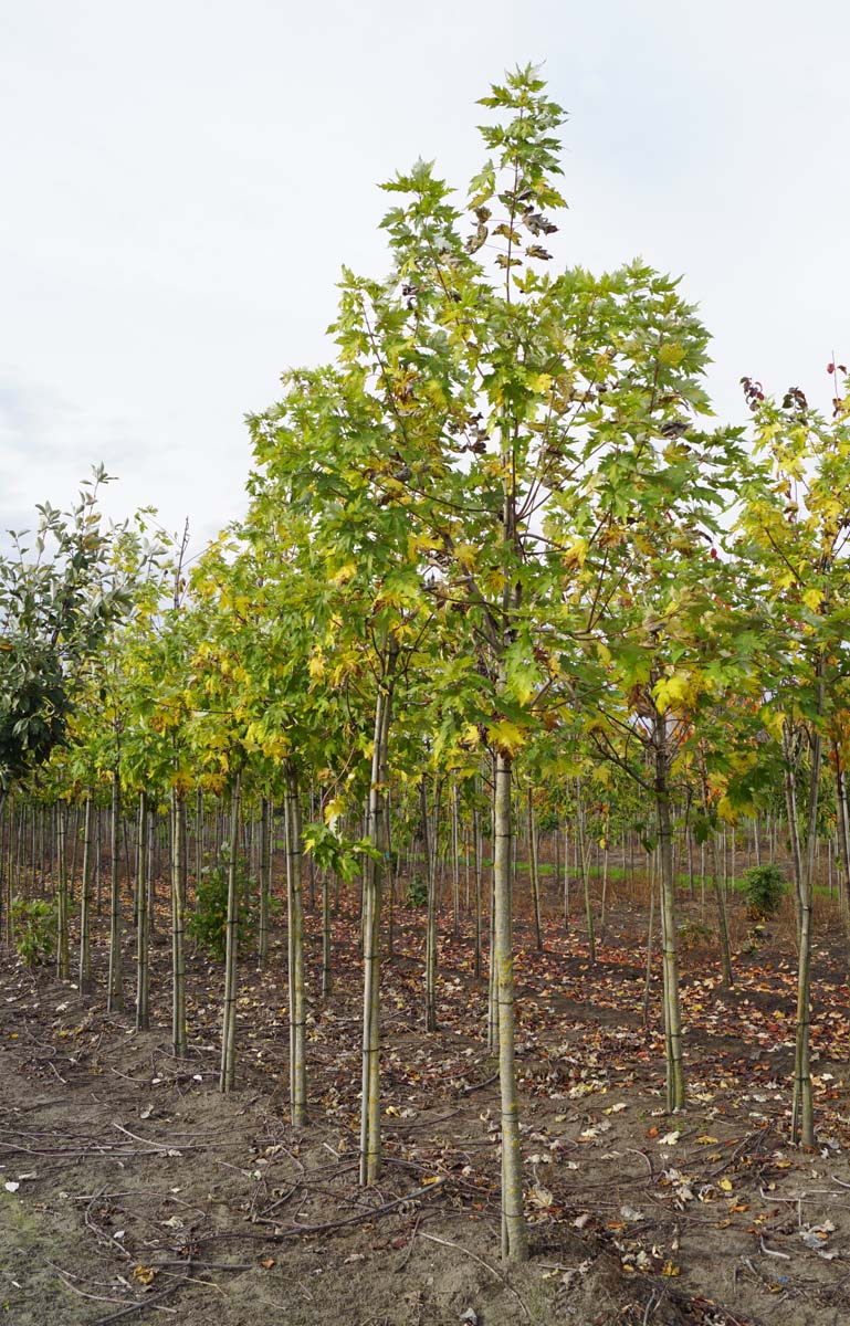 Acer saccharinum 'Lutescens' op stam op stam