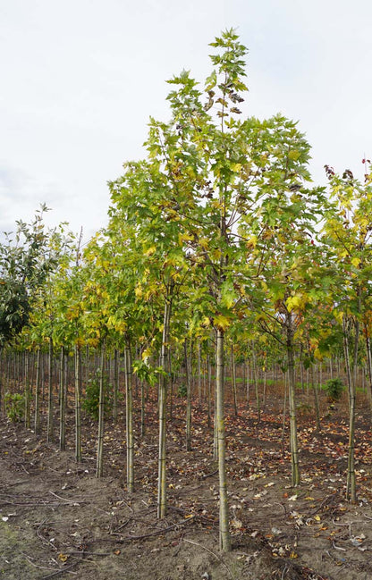 Acer saccharinum 'Lutescens' op stam op stam