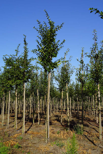 Carpinus betulus 'Frans Fontaine' op stam op stam