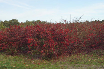 Euonymus alatus 'Blade Runner' meerstammig / struik struik