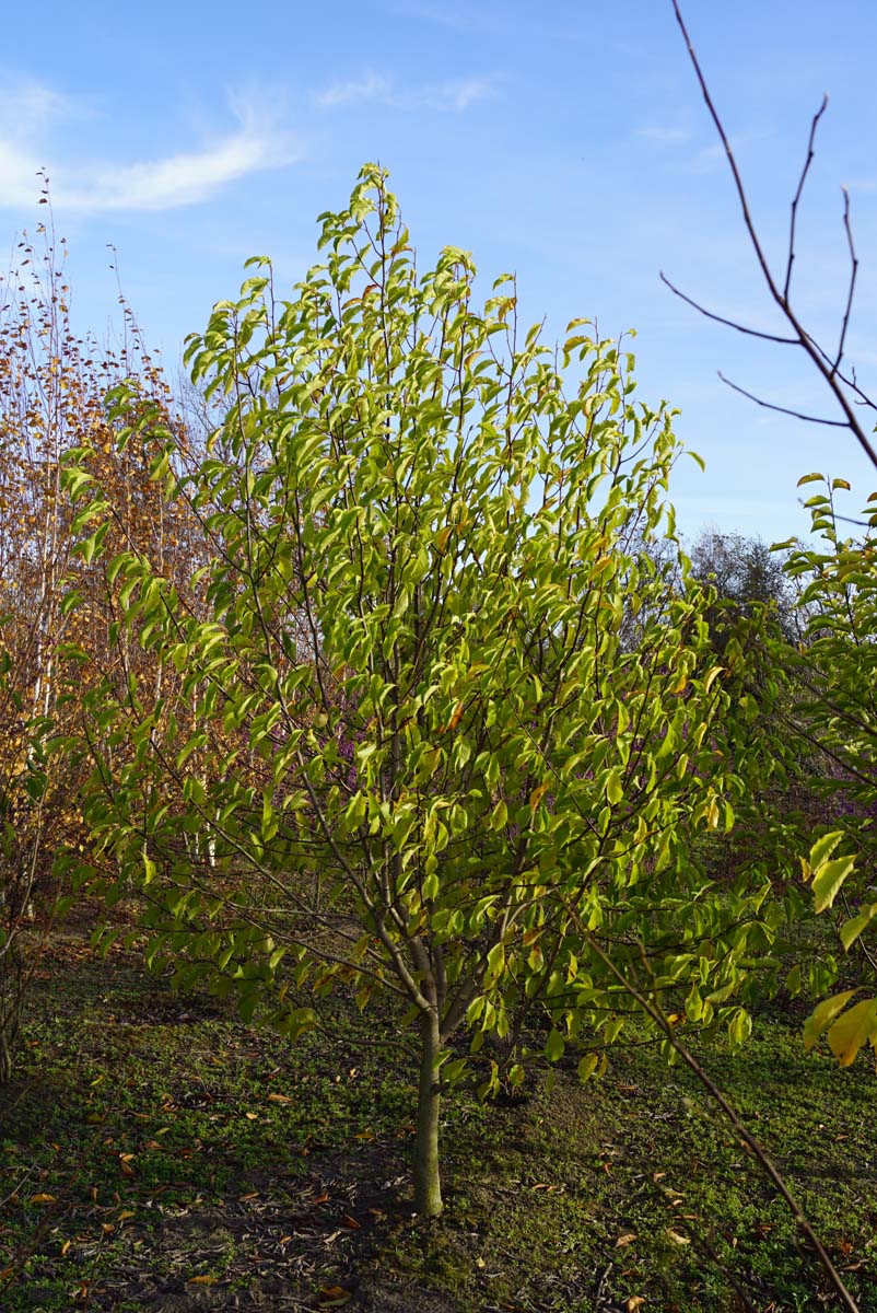 Magnolia kobus solitair solitair