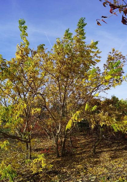 Phellodendron amurense meerstammig / struik meerstammig