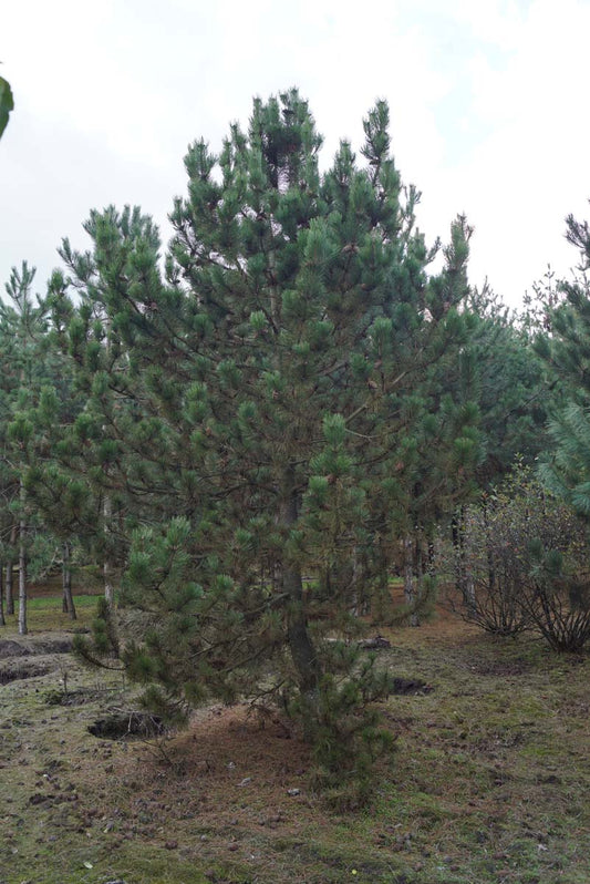Pinus heldreichii solitair