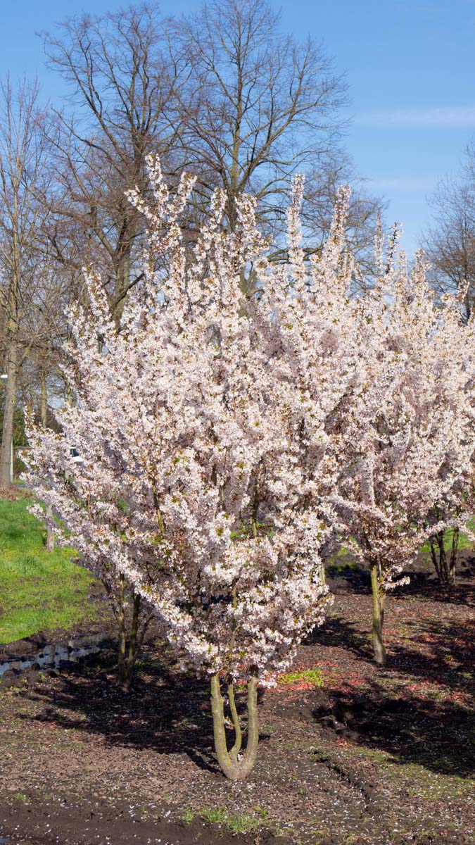 Prunus nipponica 'Brillant' meerstammig / struik struik