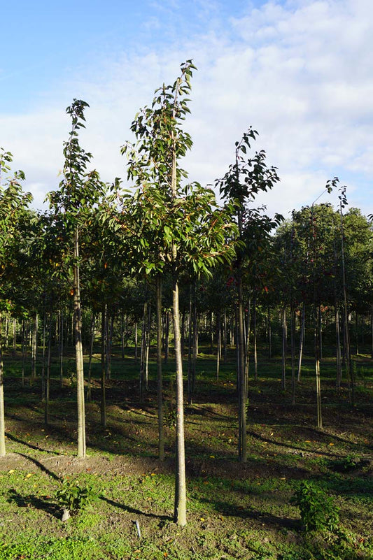Prunus serrulata 'Ichiyo' op stam op stam