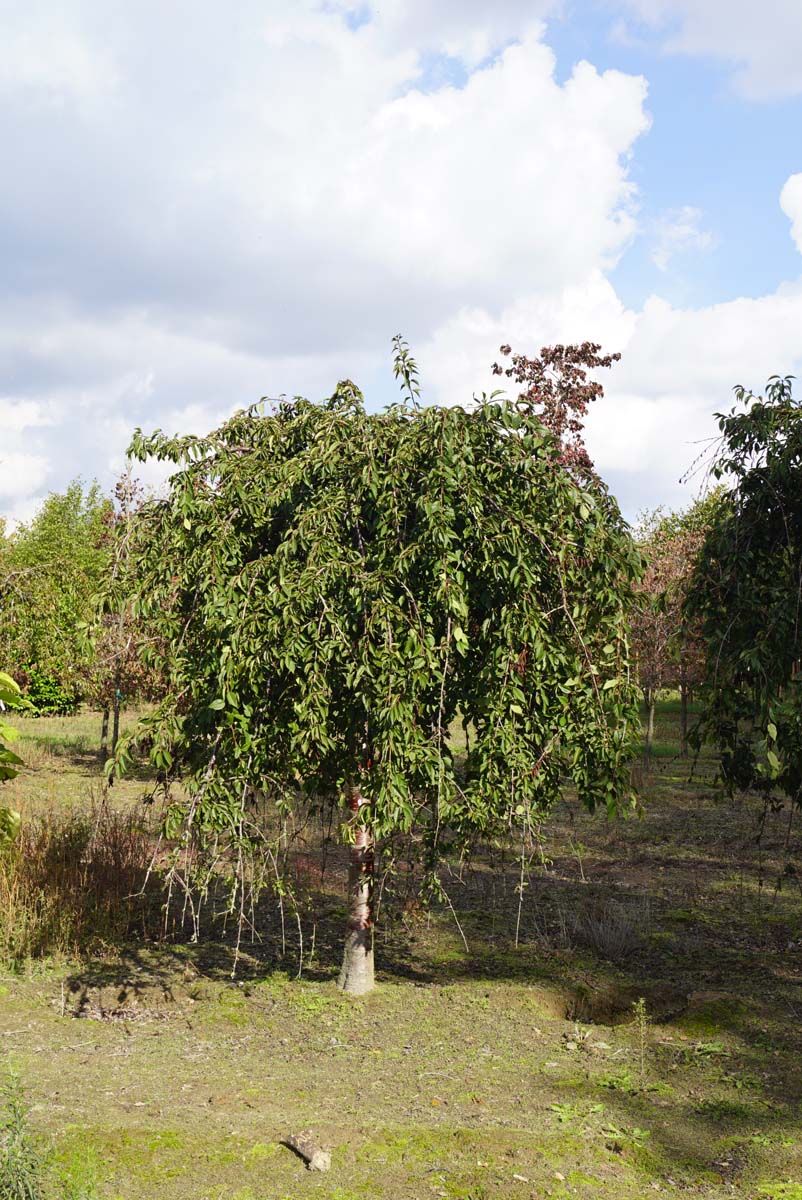 Prunus 'Snofozam' op stam op stam