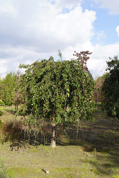 Prunus 'Snofozam' op stam op stam