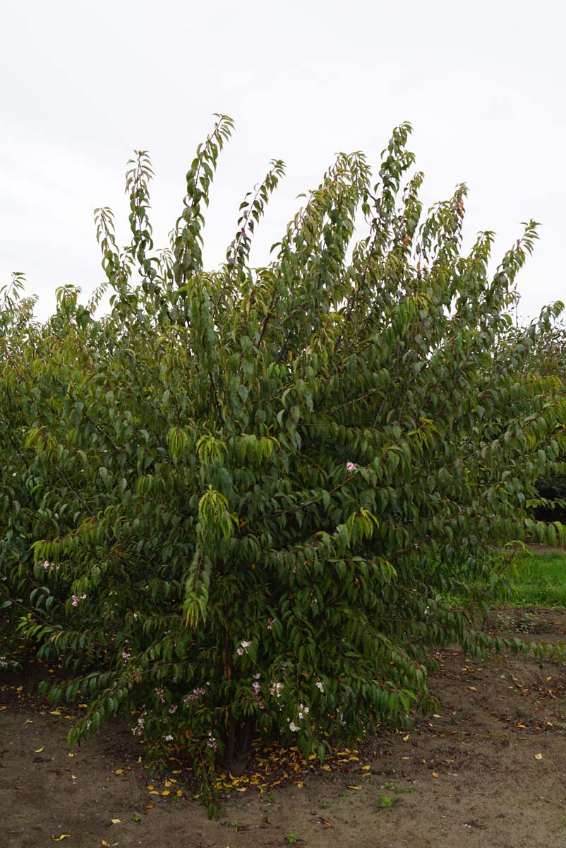 Prunus subhirtella 'Autumnalis' meerstammig / struik meerstammig