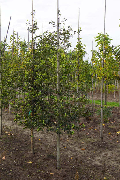 Styrax japonicus op stam op stam