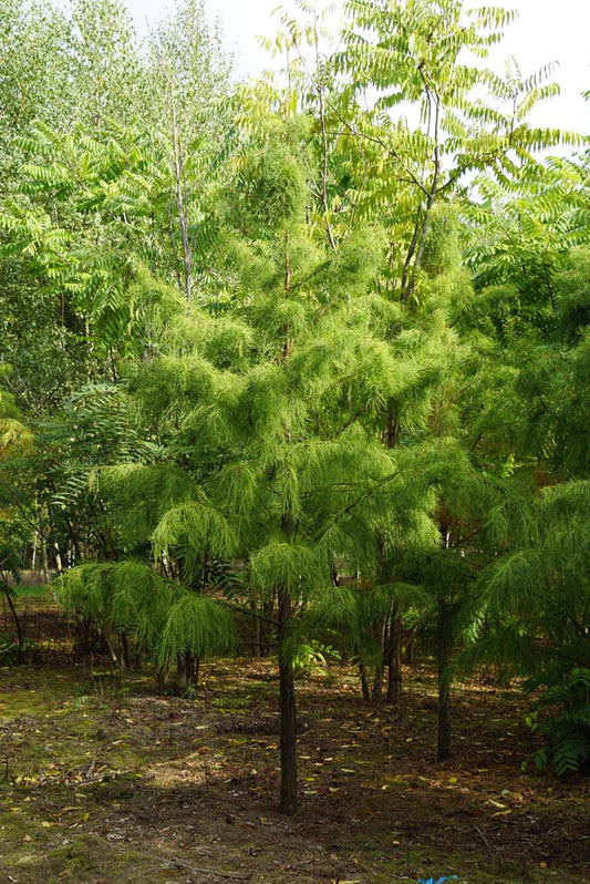 Taxodium distichum imbricatum op stam op stam