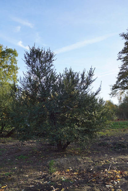 Ulmus parvifolia 'Sagei' meerstammig / struik meerstammig