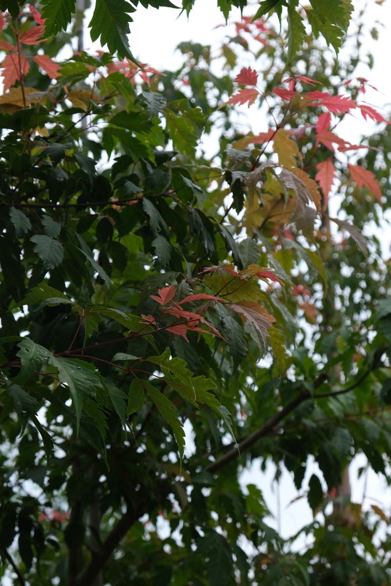 Acer cissifolium Tuinplanten blad