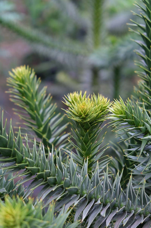 Araucaria araucana Tuinplanten blad