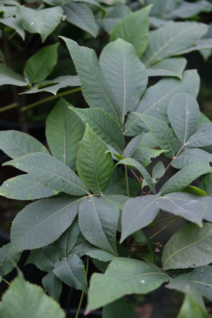 Carya ovata haagplant blad