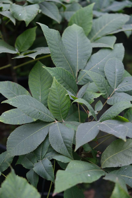 Carya ovata haagplant blad