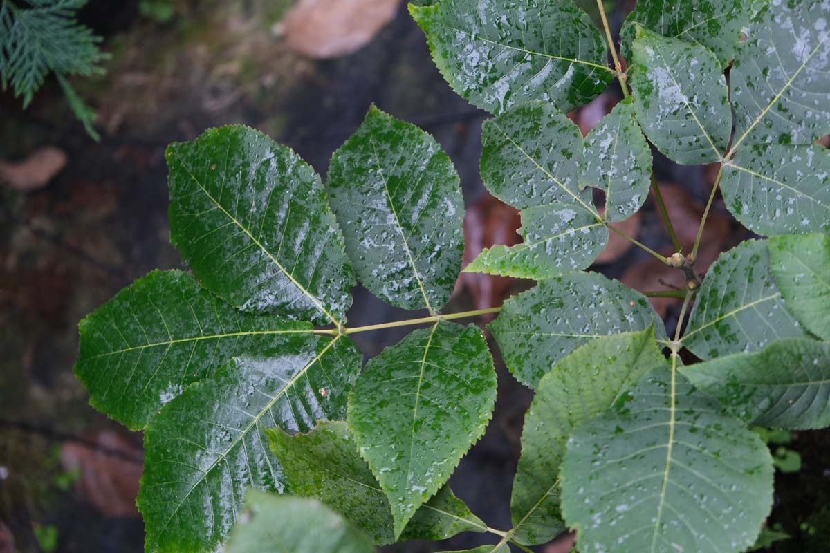 Carya ovata haagplant blad