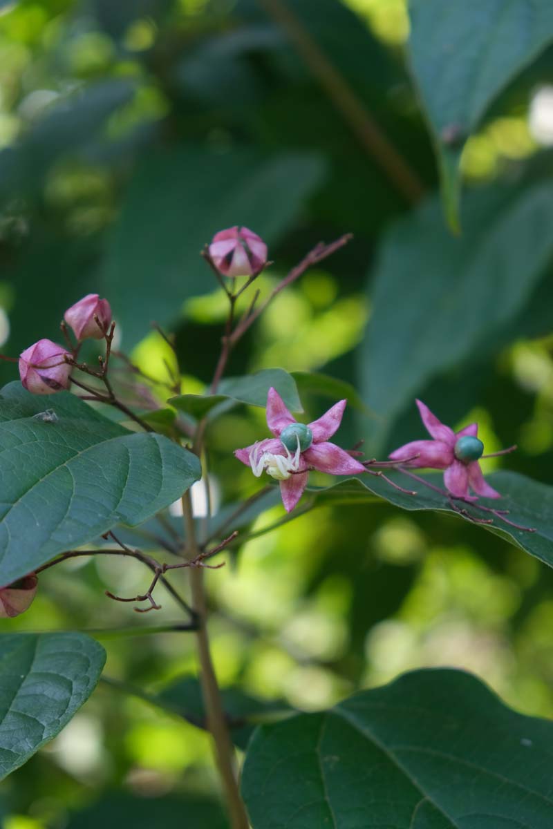 Clerodendrum trichotomum 'Purple Blaze' meerstammig / struik bloem
