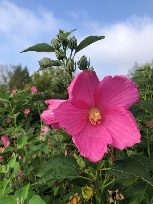 Hibiscus moscheutos meerstammig / struik bloem