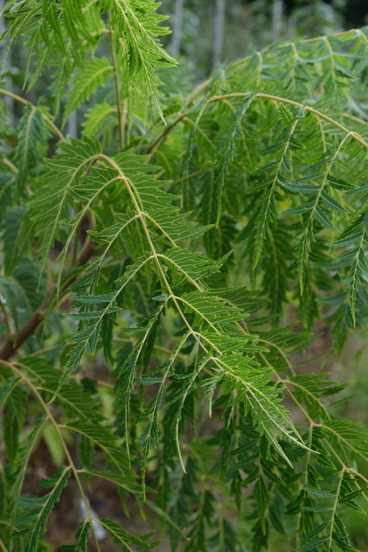 Juglans nigra 'Laciniata' op stam blad