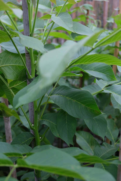 Juglans regia 'Bella Maria' meerstammig / struik blad