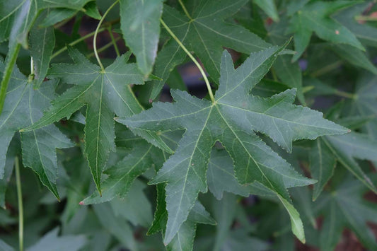 Liquidambar styraciflua 'Stared' solitair blad