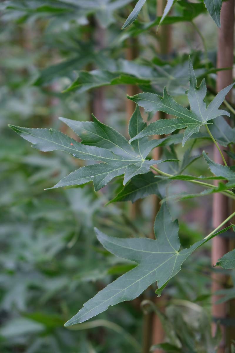 Liquidambar styraciflua 'Stared' solitair blad