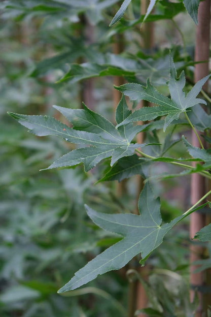 Liquidambar styraciflua 'Stared' solitair blad